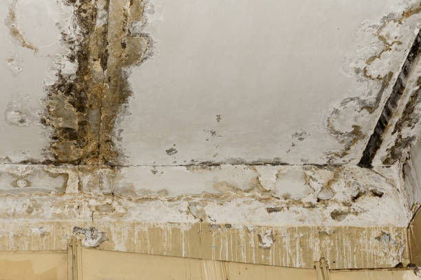 Best Forensic Mold Investigation  in Springfield, NE