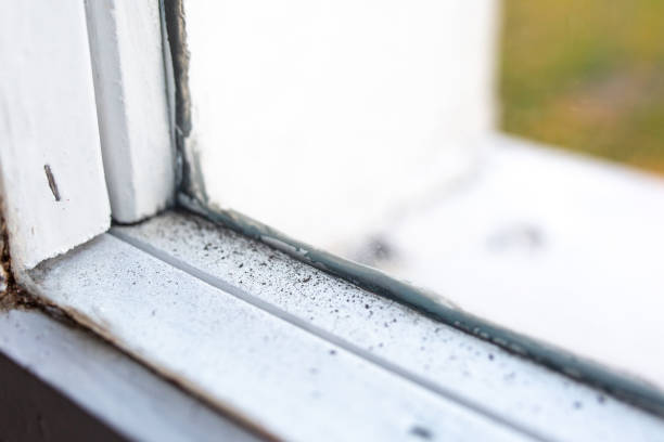 Best Asbestos and Lead Testing During Mold Inspection  in Springfield, NE