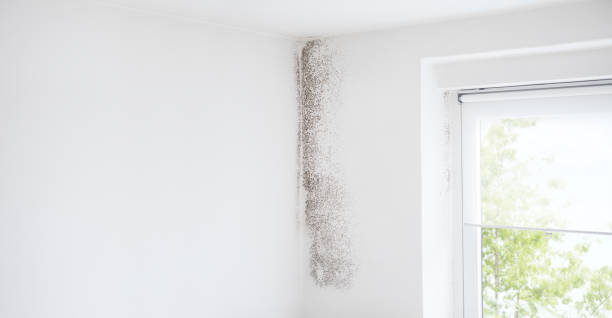 Professional Mold Removal in Springfield, NE