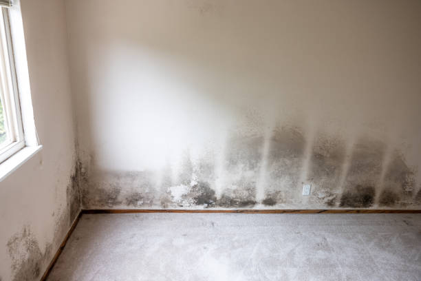 Best Environmental Consulting for Mold Prevention  in Springfield, NE
